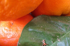 sinaasappel#(20120522) food