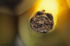 banaan#(20180728)b