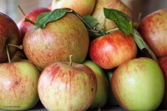 appel#(20180904) food