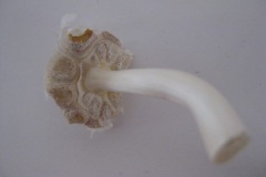 knoflook#(20110924)b food