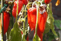 peper#(2018062) food