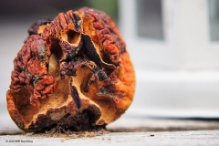 perzik#(20180911) food