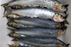 vis#(20060704) food