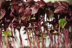 kiemgroente#(20200411) food