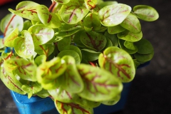 kiemgroente#(20200414)a food