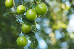 kerspruim#(20240619) food