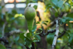 peer#(20200626) food