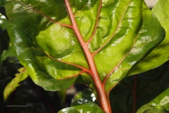 snijbiet#(20200626)b food