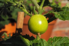 tomaat#(20200626) food