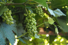 druif#(20200626) food