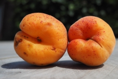 abrikoos#(20220712)a food