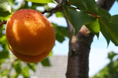 abrikoos#(20220712)b food