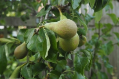 peer#(20220712) food
