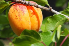 abrikoos#(20220712)c food