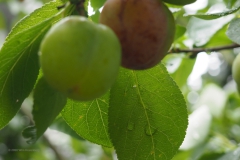 pruim#(20200714) food