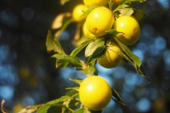 kerspruim#(20240717)a food