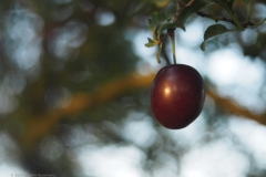 kerspruim#(20240717)b food