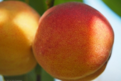 perzik#(20210810)c food