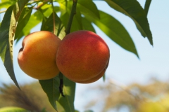 perzik#(20210810)b food