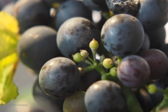 druif#(20200901)c food