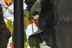 druif#(20221014) food