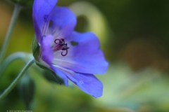 geranium#(20220604)a geranium