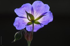 geranium#(20190518) geranium