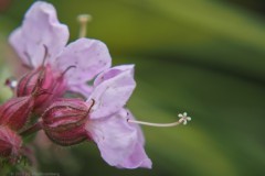 geranium#(20250426)b geranium