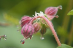 geranium#(20250426)c geranium