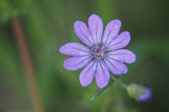 geranium#(20250426)a geranium