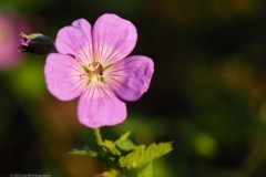 geranium#(20230708)a geranium
