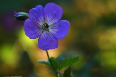 geranium#(20230708)b geranium