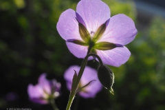 geranium#(20230714) geranium