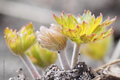 geranium#(20210326) geranium
