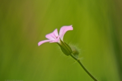 robertskruid#(20240413)a geranium