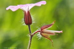 robertskruid#(20240413)b geranium