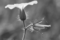 robertskruid#(20240413)zw geranium