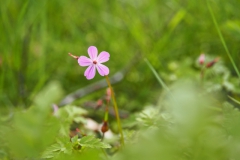 robertskruid#(20240429)a geranium
