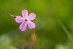 robertskruid#(20240429)b geranium
