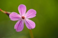 robertskruid#(20240429)c geranium