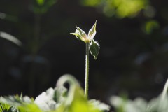 geranium#(20200528)a geranium
