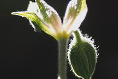 geranium#(20200528)aa geranium