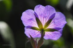 geranium#(20200531)a geranium
