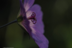geranium#(20220604)b geranium