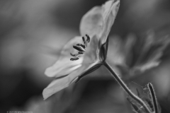geranium#(20230607)zw geranium