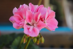 geranium#(20210610) geranium