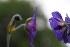 geranium#(20200611)re geranium