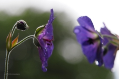 geranium#(20200611)li geranium