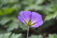 geranium#(20240613)a geranium