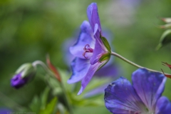 geranium#(20240613)b geranium